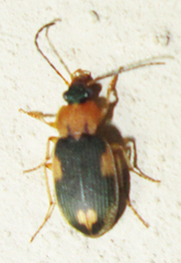 Callistoides