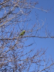 Amazona viridigenalis