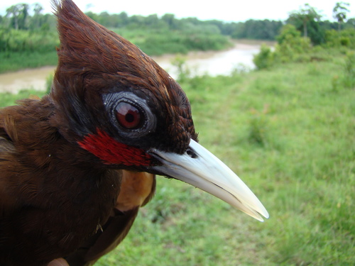 Chestnut Woodpecker
