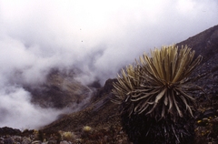 Espeletia spicata
