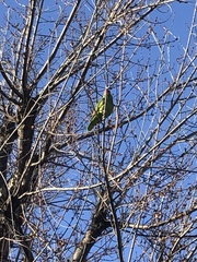 Amazona viridigenalis