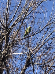 Amazona viridigenalis