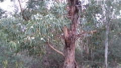 Eucalyptus globulus