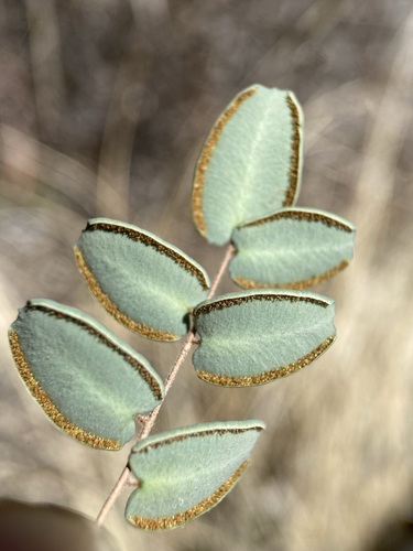 Image of Pellaea intermedia by (c) Matt Berger, some rights reserved (CC BY)