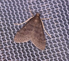 Steniodes declivalis