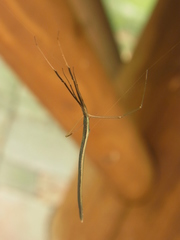 Ariamnes cylindrogaster