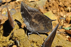 Memphis moruus