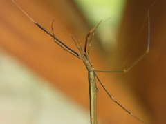 Ariamnes cylindrogaster