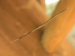 Ariamnes cylindrogaster