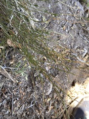 Polygala scoparioides