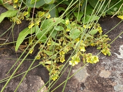 Hermannia gerrardii