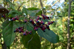 Clerodendrum trichotomum