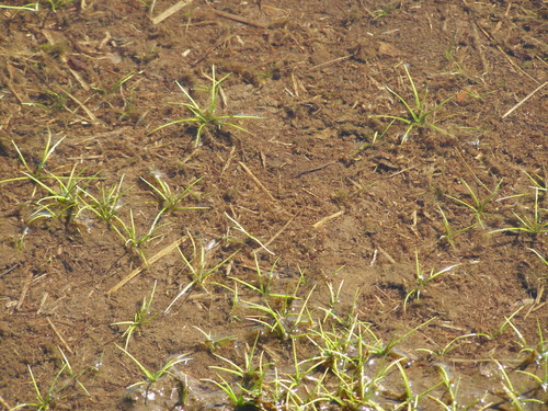 Isoetes asiatica iNat (1)