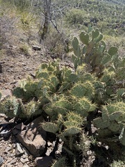 Opuntia chisosensis