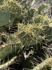Opuntia chisosensis