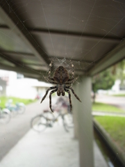 Araneus ventricosus
