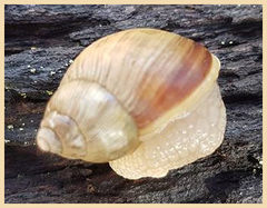 Bothriembryon brazieri