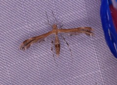 Dejongia lobidactylus