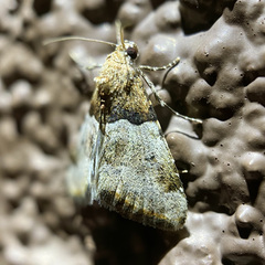 Cobubatha dividua