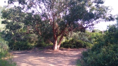 Eucalyptus globulus