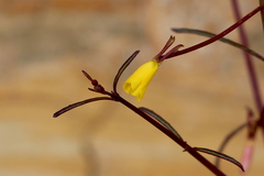 Eulobus californicus