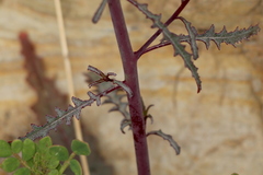 Eulobus californicus