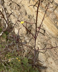 Eulobus californicus