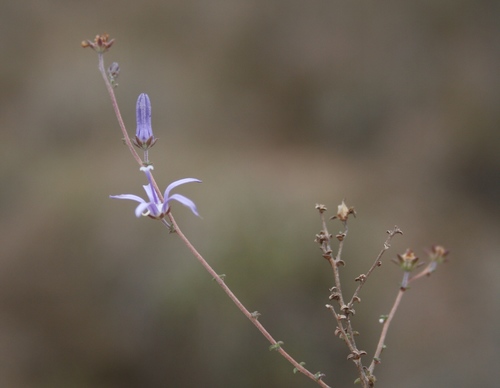 Wahlenbergia tenerrima