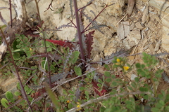 Eulobus californicus