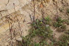 Eulobus californicus