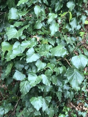 Hedera