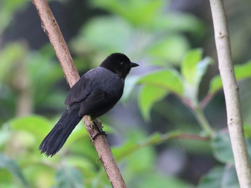 Atlapetes tibialis