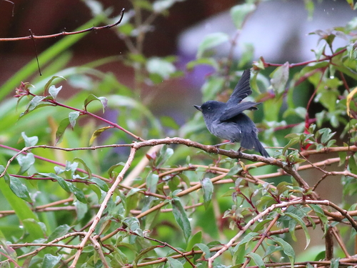 Diglossa plumbea