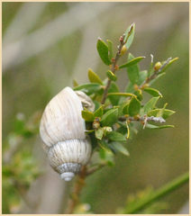 Bothriembryon brazieri