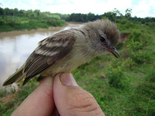 Mouse-colored Tyrannulet