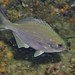 Western Buffalo Bream - Photo (c) Martin, some rights reserved (CC BY-NC-SA), uploaded by Martin