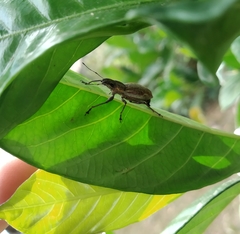 Naupactus xanthographus