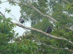 Helicolestes hamatus