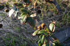 Alnus mandschurica