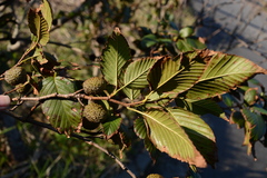 Alnus mandschurica