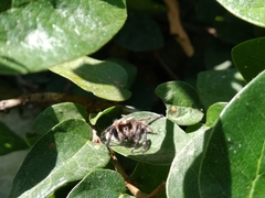 Megafreya sutrix