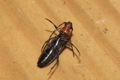 Stenosphenus notatus