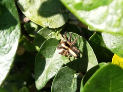 Megafreya sutrix