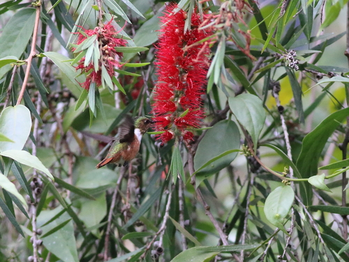 Selasphorus scintilla