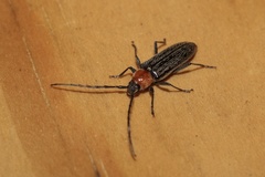 Stenosphenus notatus