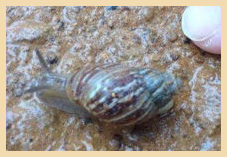 Bothriembryon brazieri