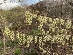 Stachyurus