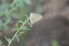 Lampides boeticus