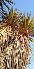 Yucca periculosa
