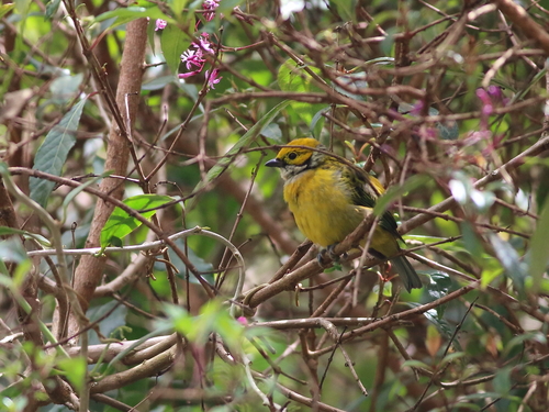 Tangara icterocephala